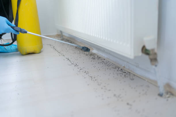 Best Local Pest Control Services  in Clifton, TN