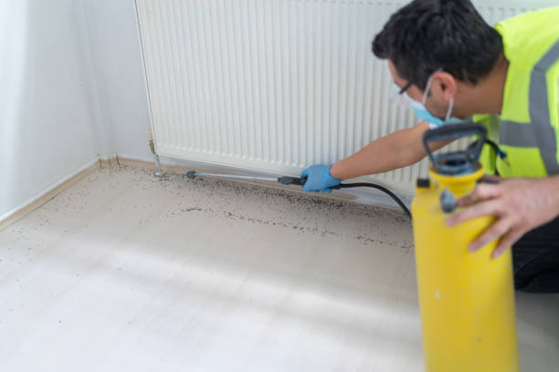 Best Insect Control  in Clifton, TN